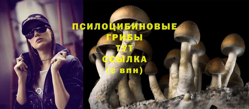 цены   Сухиничи  Псилоцибиновые грибы Magic Shrooms 